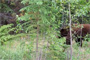 058-19-JasperWildlife