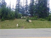 059-21-JasperWildlife