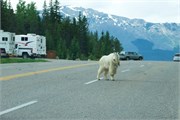 061-23-JasperWildlife