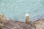 064-30-JasperWildlife