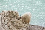 066-36-JasperWildlife