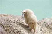 067-38-JasperWildlife