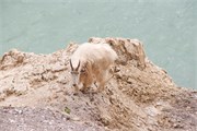 069-42-JasperWildlife