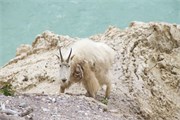 070-44-JasperWildlife