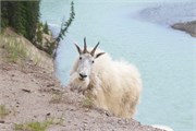 071-45-JasperWildlife