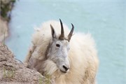 073-52-JasperWildlife