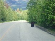 076-56-JasperWildlife
