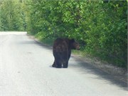 077-57-JasperWildlife