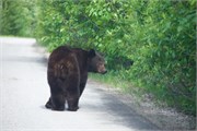 079-60-JasperWildlife