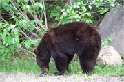 080-62-JasperWildlife