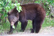 081-64-JasperWildlife