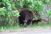 082-67-JasperWildlife
