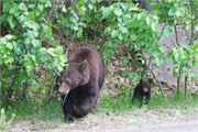 083-68-JasperWildlife