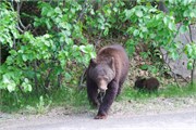 084-69-JasperWildlife