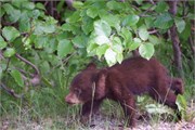 086-72-JasperWildlife