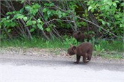 087-74-JasperWildlife