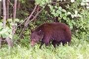088-79-JasperWildlife