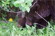 089-80-JasperWildlife
