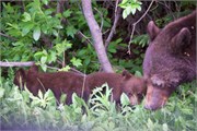090-82-JasperWildlife