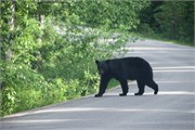 091-85-JasperWildlife
