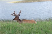095-96-JasperWildlife