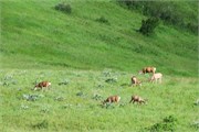 096-17-SouthernAlberta