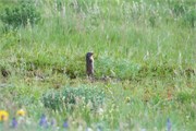 099-04-WatertonGlacier