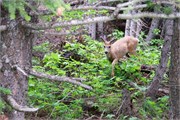 104-25-GoingToTheSunRoad