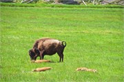 116-03-YellowstoneAnimals