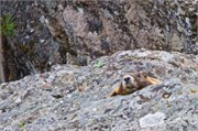 120-07-YellowstoneAnimals