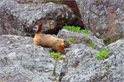 121-08-YellowstoneAnimals