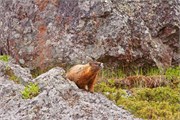 122-09-YellowstoneAnimals