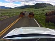127-12-YellowstoneAnimals