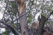 129-13-YellowstoneBabyOwls