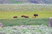 134-20-YellowstoneAnimals