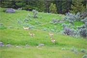141-25-YellowstoneAnimals