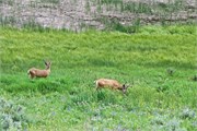 145-26-YellowstoneAnimals