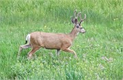 146-27-YellowstoneAnimals