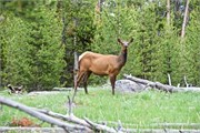 149-50-Yellowstone1stDay