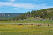 151-04-YellowstoneDay2