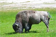 154-10-YellowstoneDay2