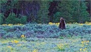 157-04-GrizzlyGrandTeton