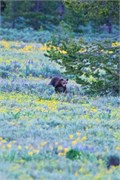 162-10-GrizzlyGrandTeton