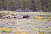 163-11-GrizzlyGrandTeton