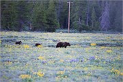 166-13-GrizzlyGrandTeton