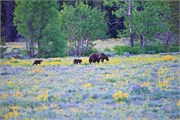 168-15-GrizzlyGrandTeton