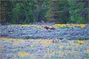 170-17-GrizzlyGrandTeton