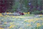 171-02-GrizzlyGrandTeton