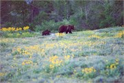 177-23-GrizzlyGrandTeton