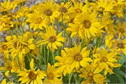 188-25-GrandTetonSusan